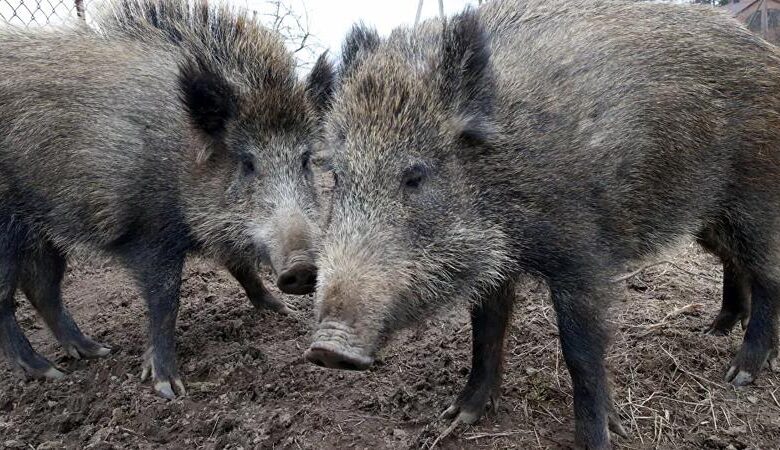 WhatsApp Image 2025-06-28 at 6.50.07 AM