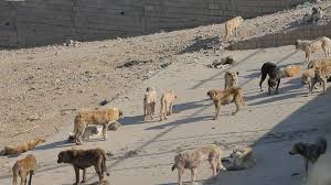 download - 2025-06-28T113456.552