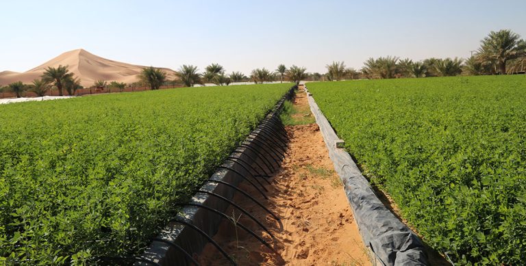 dg-blog-on-covid-19-and-food-security-in-uae