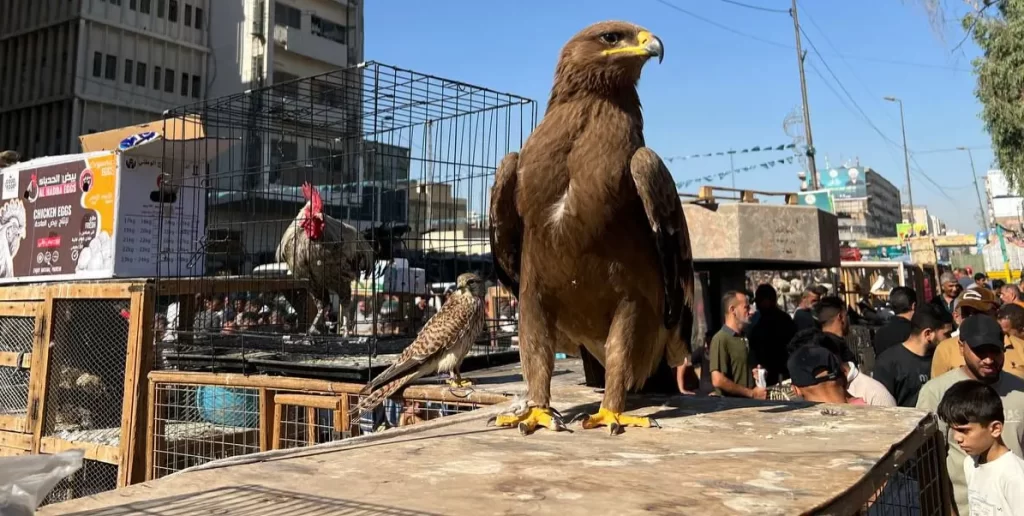 نسور مقيّدة تباع في سوق الغزل وسط غياب تام للرقابة .. ما القصة 1761910551261