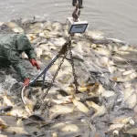 Hungary_Fish_Breeding_66702--255bb.jpg