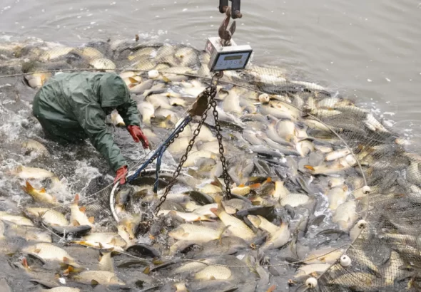 Hungary_Fish_Breeding_66702--255bb.jpg
