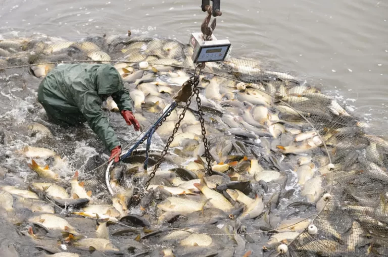 Hungary_Fish_Breeding_66702--255bb.jpg
